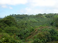 /Bilder/Orte/Costa Rica/kleine steile Plantage.jpg